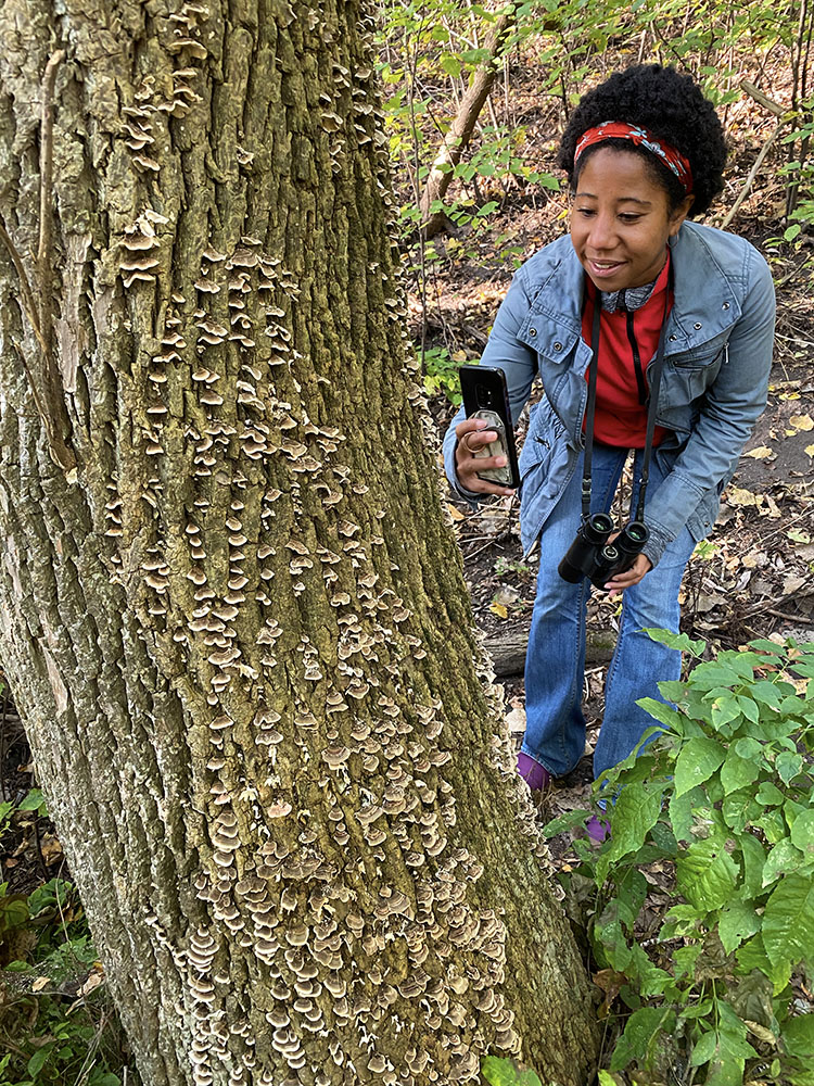 The author inspecting shelf fungi on a tree trunk.