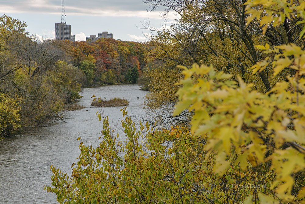 The Milwaukee River Greenway in red and gold. View south from Capitol Drive.