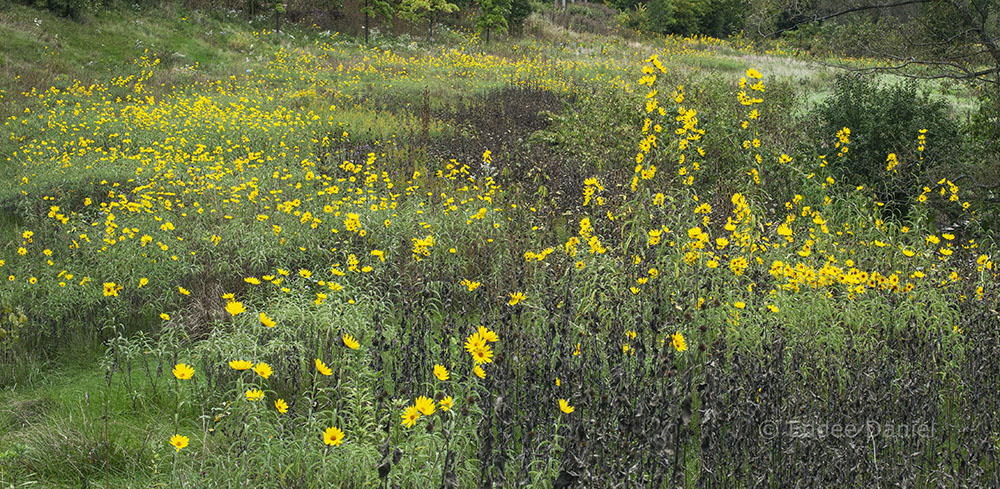 A field of sunflowers