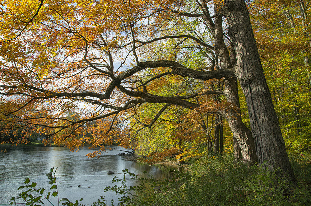 At the Riverside. Bratt Woods State Natural Area.