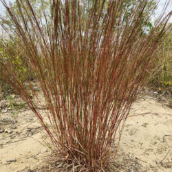 tuft of dune grass