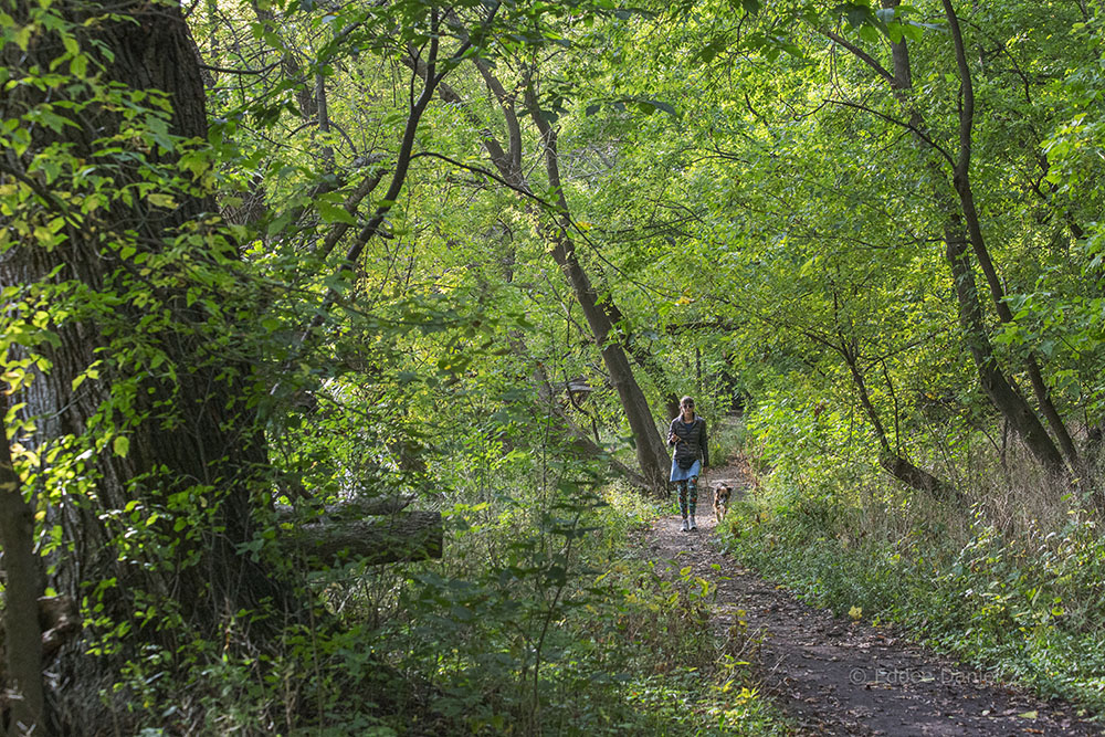 A dog-walker on the West Bank Trail.