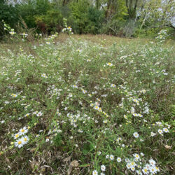 wildflower patch