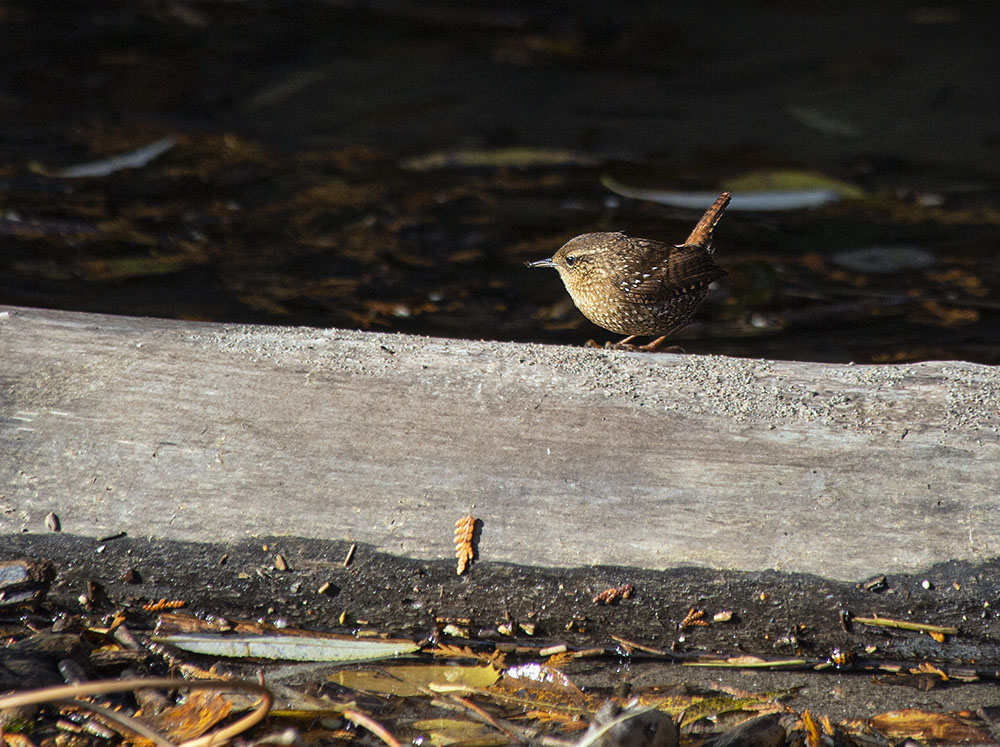 Winter Wren. Lion's Den Gorge Nature Preserve.