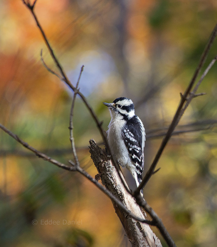 Female downy woodpecker, KK River Trail