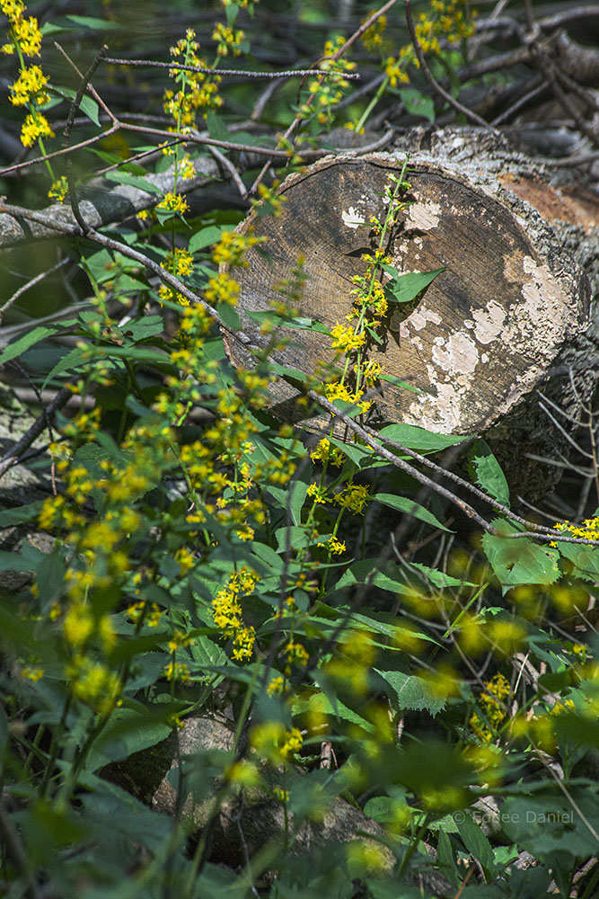 Zig zag goldenrod