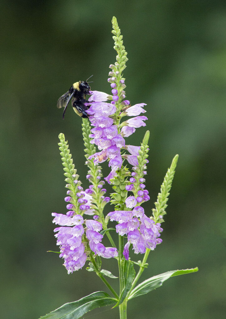 A pollinator bee on a blossoming obedient plant