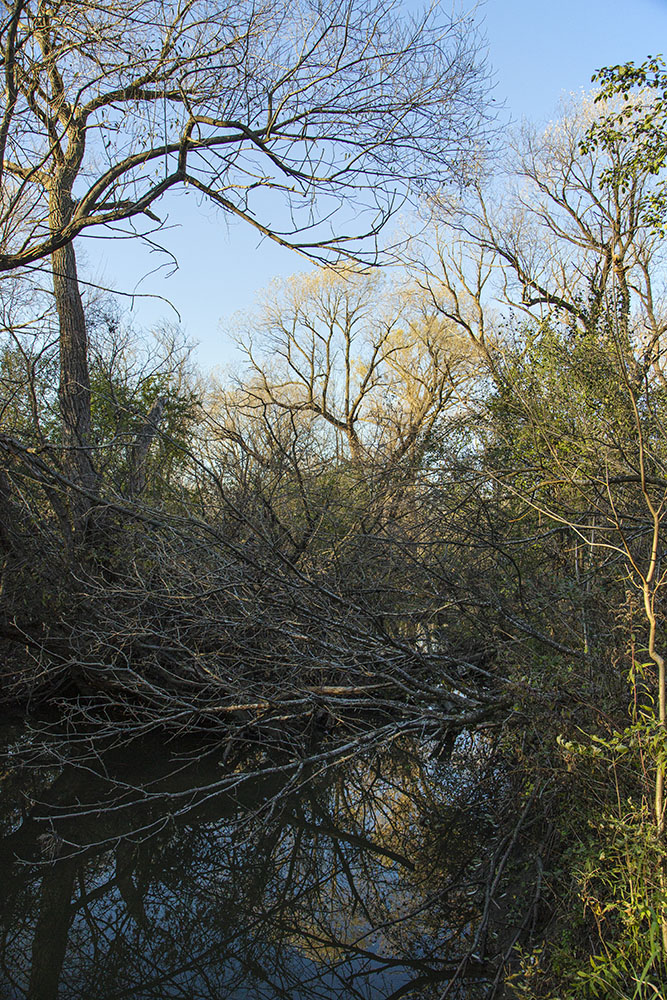 Root River clogged with trees