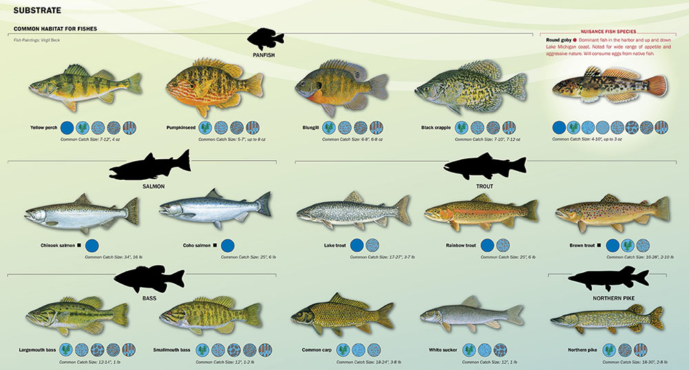 The maps include information about native and non-native fish and other aquatic species that can be found in the harbor and Milwaukee's three rivers.