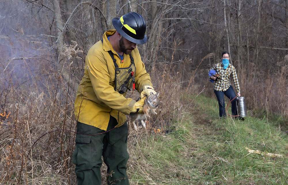 Jess looks on as Matt removes an injured rabbit from the path of the fire