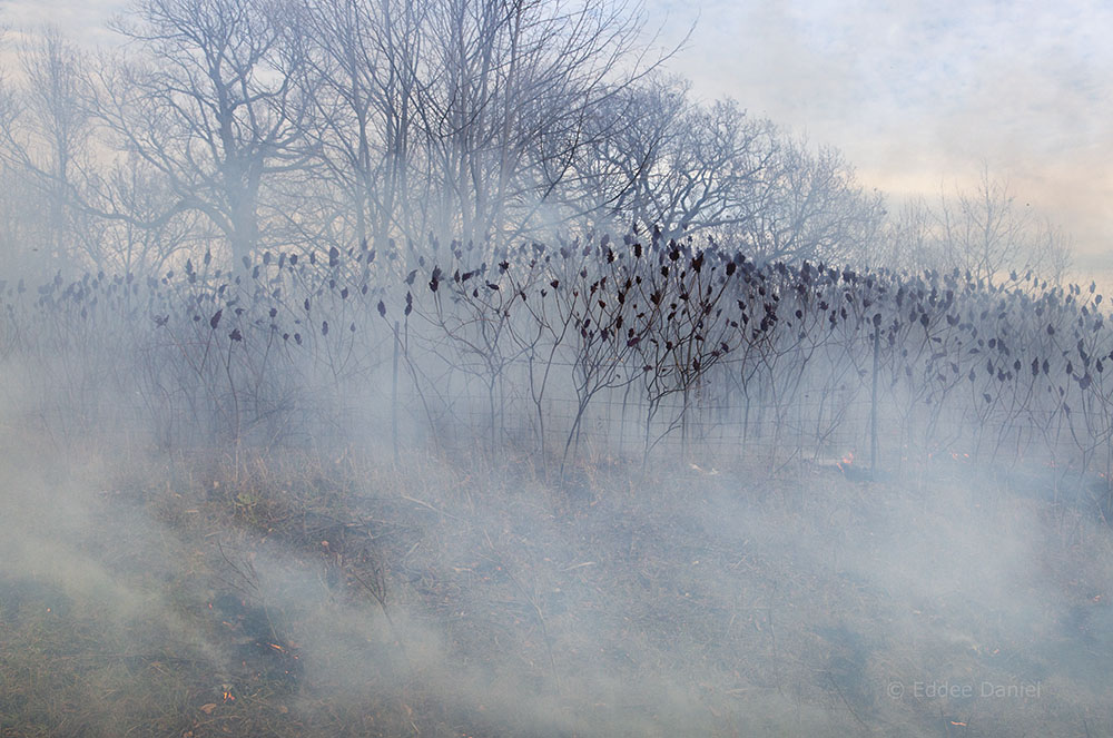 Burning the sumac thicket