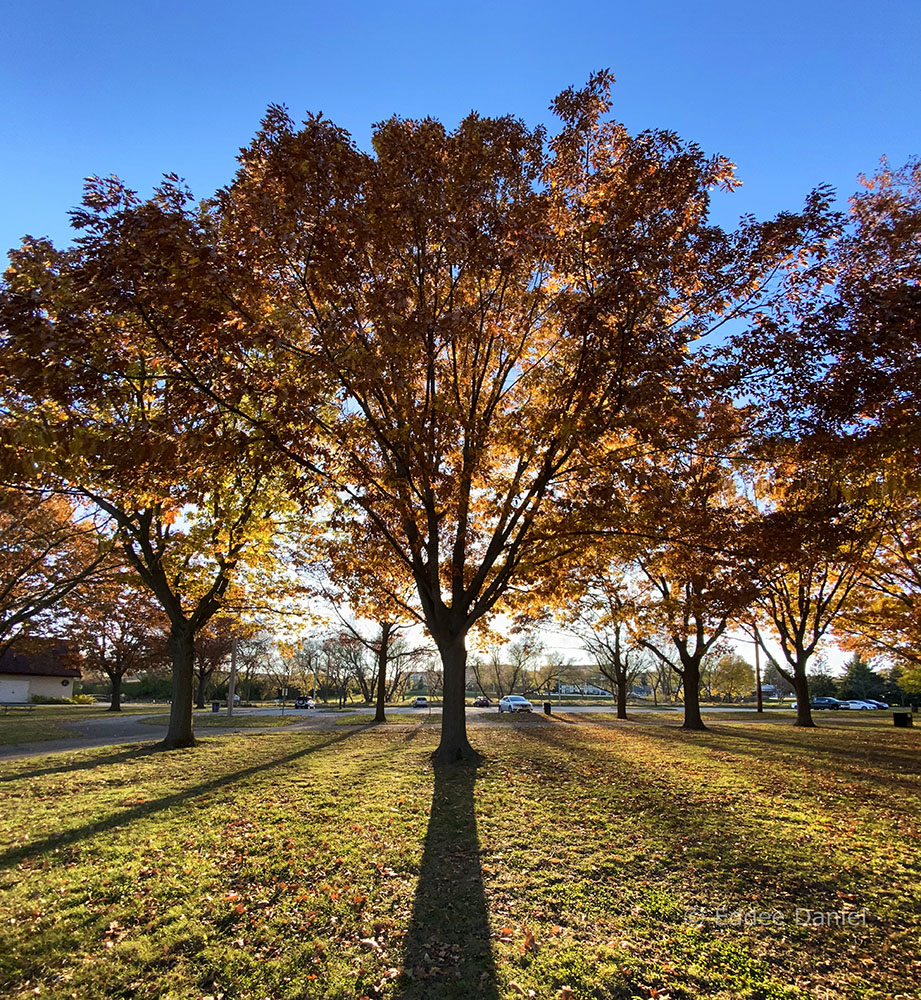 The oak grove backlit by the setting sun