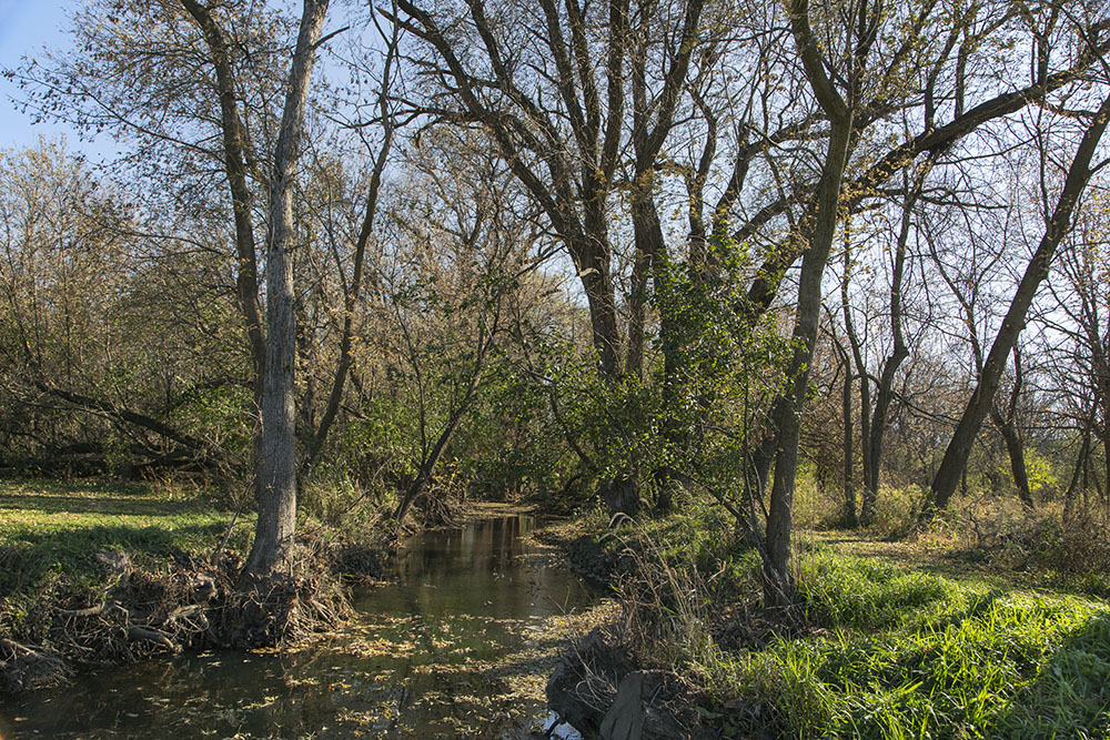 Wildcat Creek disappears into the wilderness beyond the mown lawns