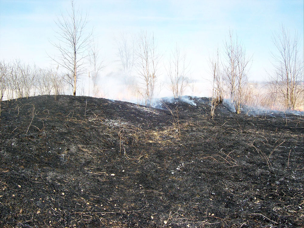 The mounds after a previous burn