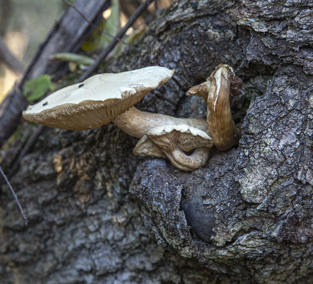 Mushrooms growing out of a fallen tree trunk