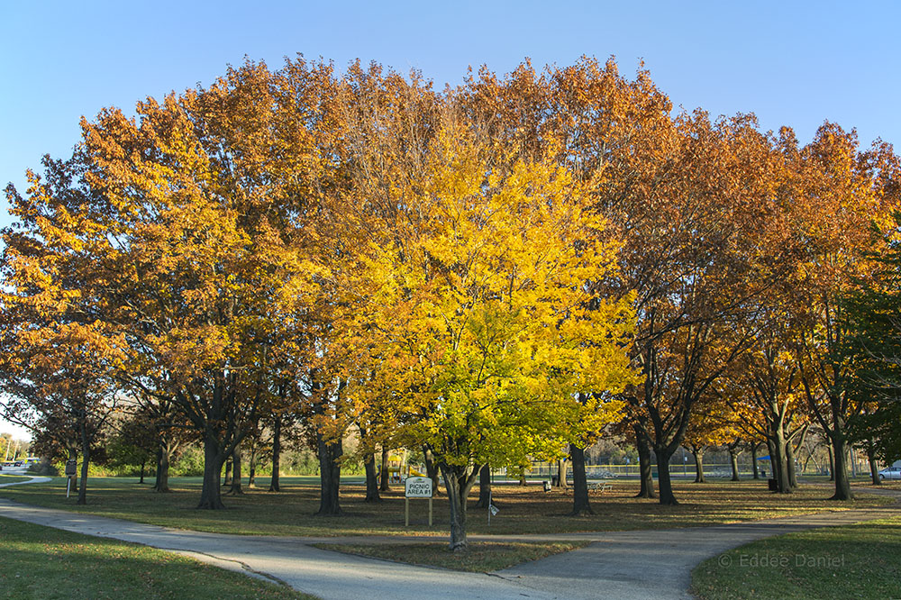 Picnic Area # 1