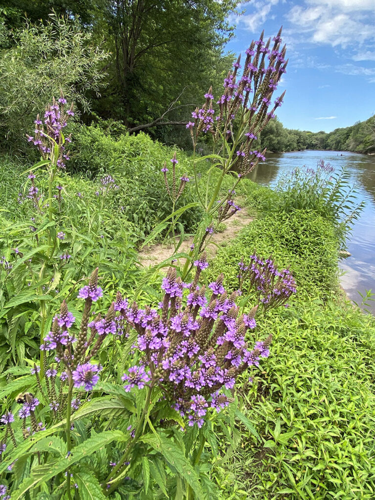 Blue vervain in bloom, Pleasant Valley