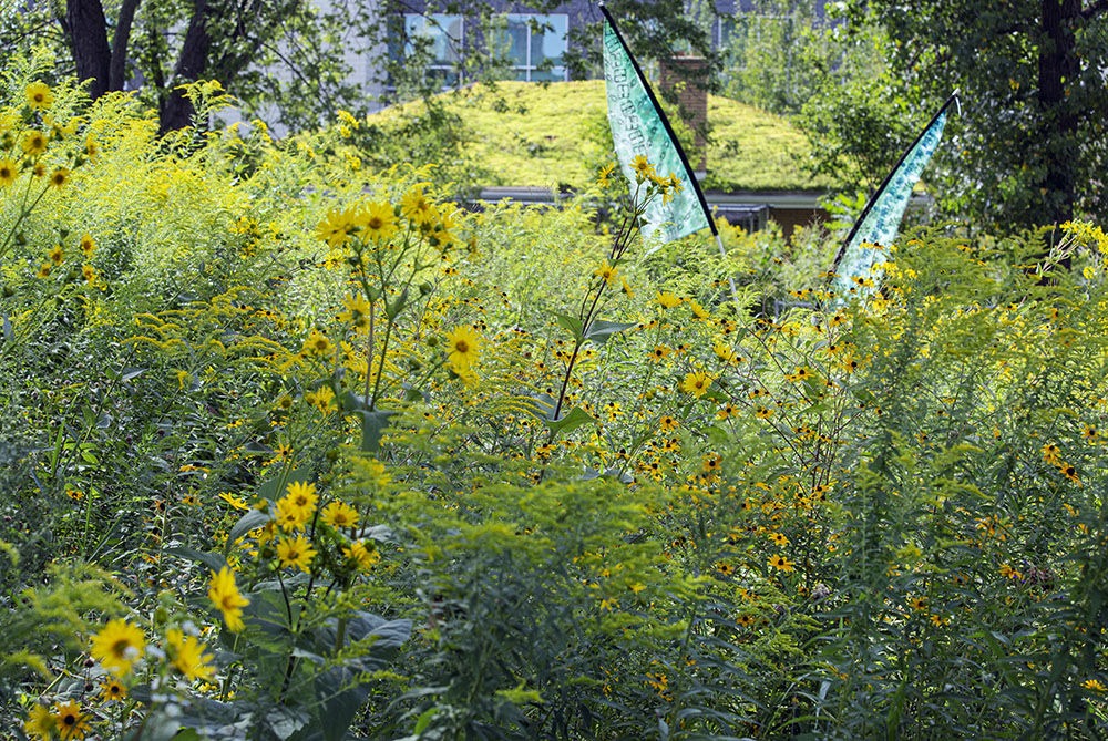 Turtle Park wildflowers and River Revitalization Foundation headquarters