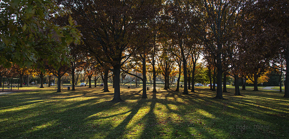 A grove of oaks backlit by the setting sun