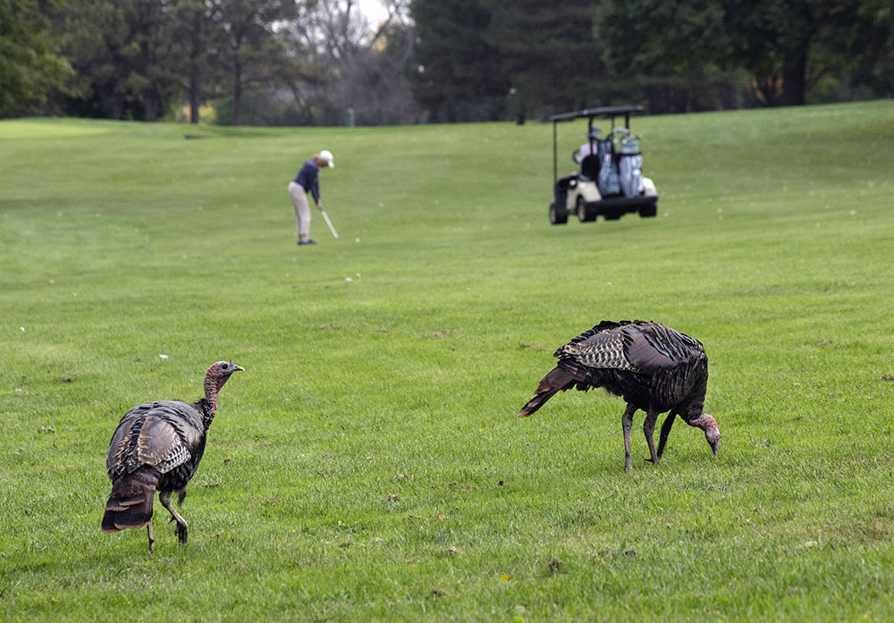 Turkeys share the fairway at Lincoln Park golfcourse