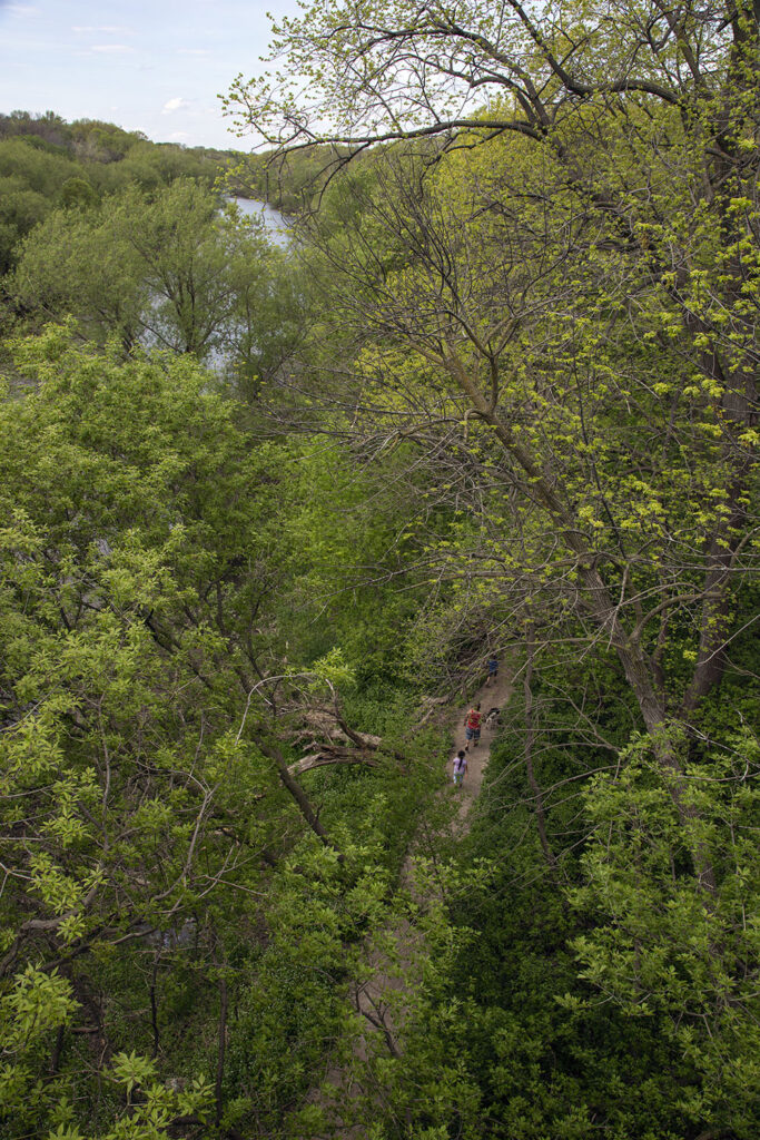 Hikers on the Forked Aster Trail in Cambridge Woods, viewed from the Locust Street bridge