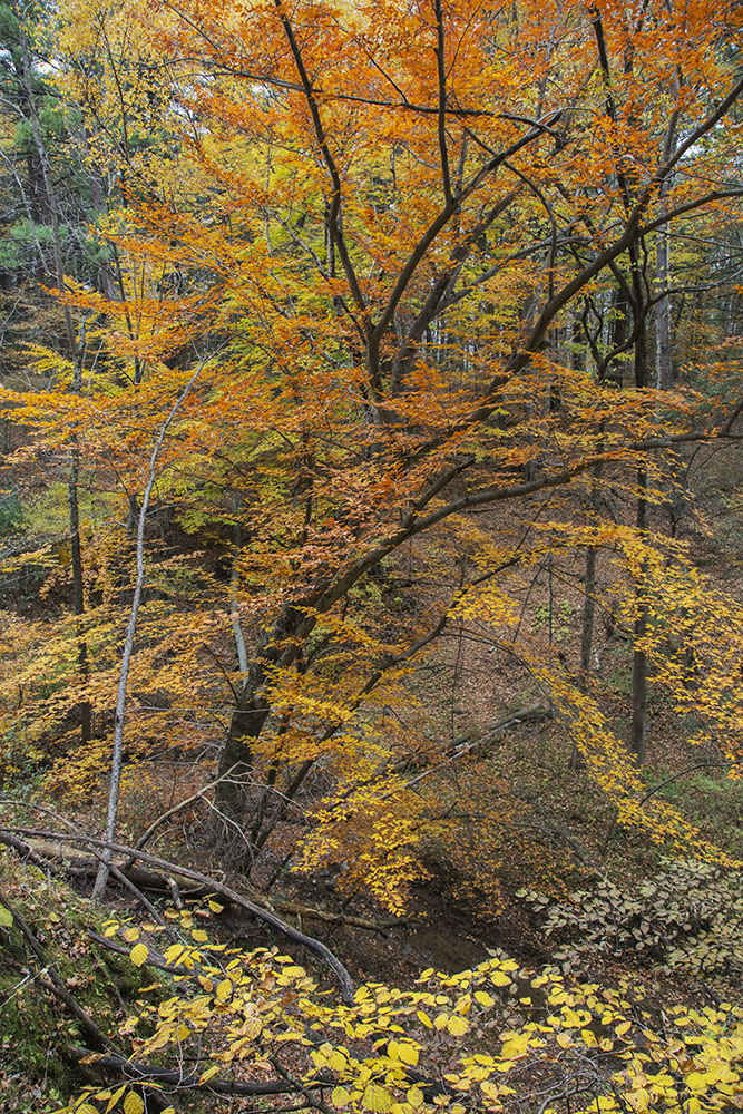 The gorge in autumn