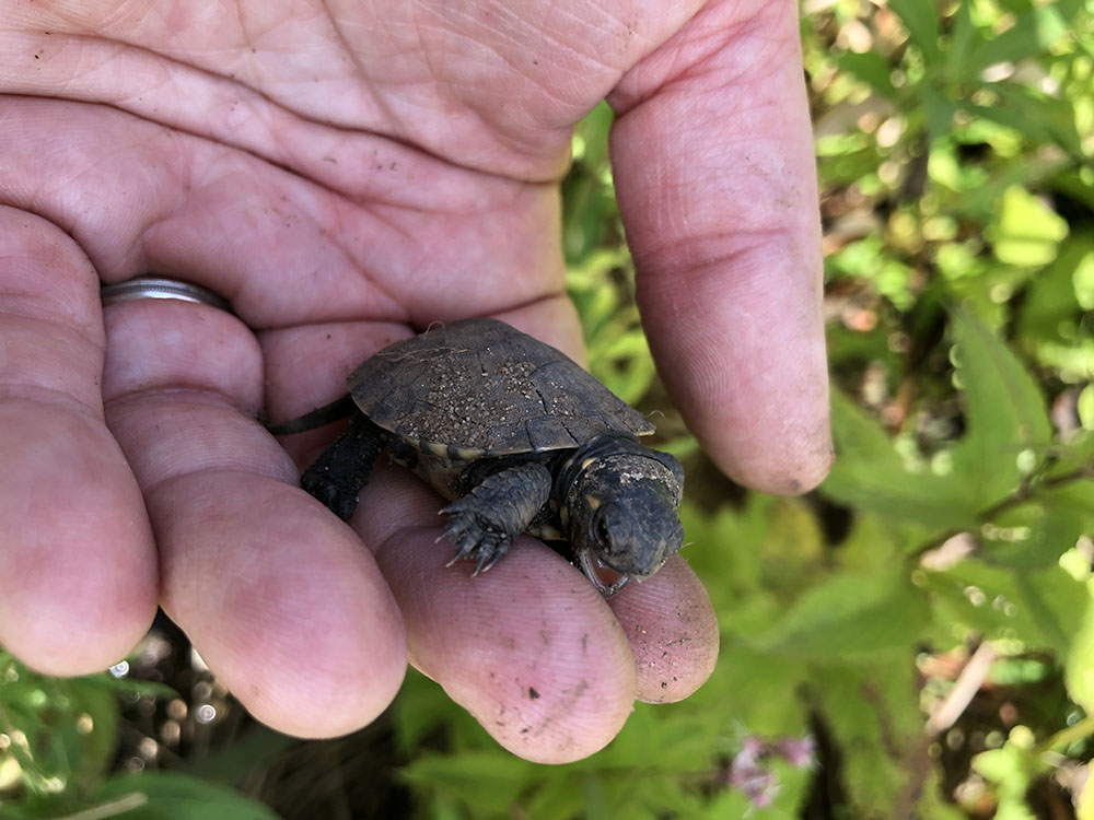 Trumpeter swans (at top) and blanding turtles (hatchling shown here) are just a few of the animals that are benefiting from the restored habitat.