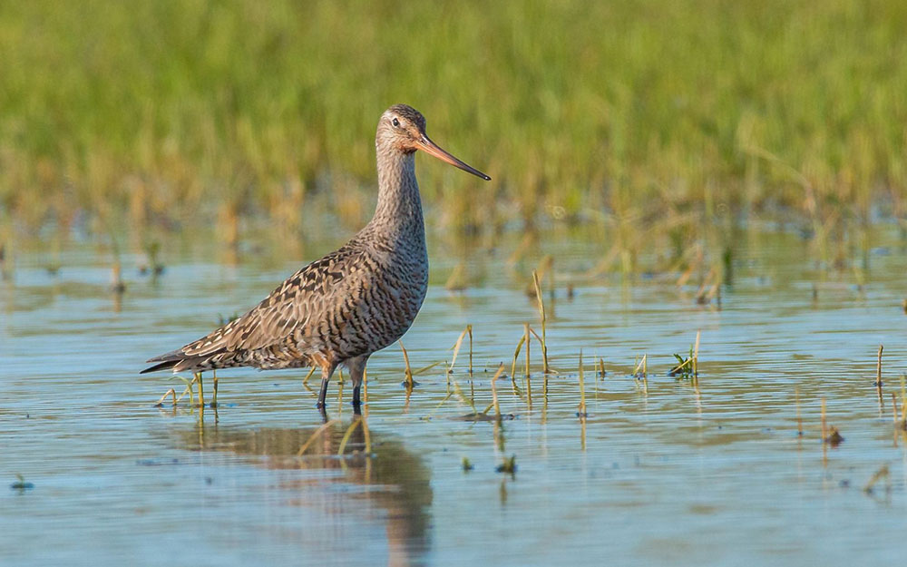 The long, flexible bill of the Hudsonian godwit helps it grab snails, worms and other prey hiding deep in thick mud. 