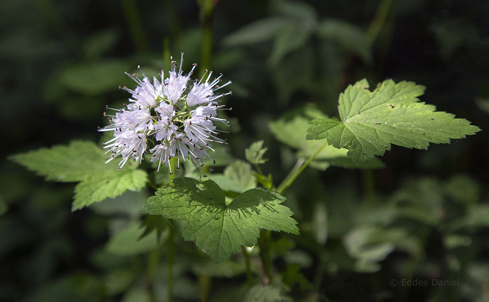 Virginia waterleaf in bloom at Fairy Chasm