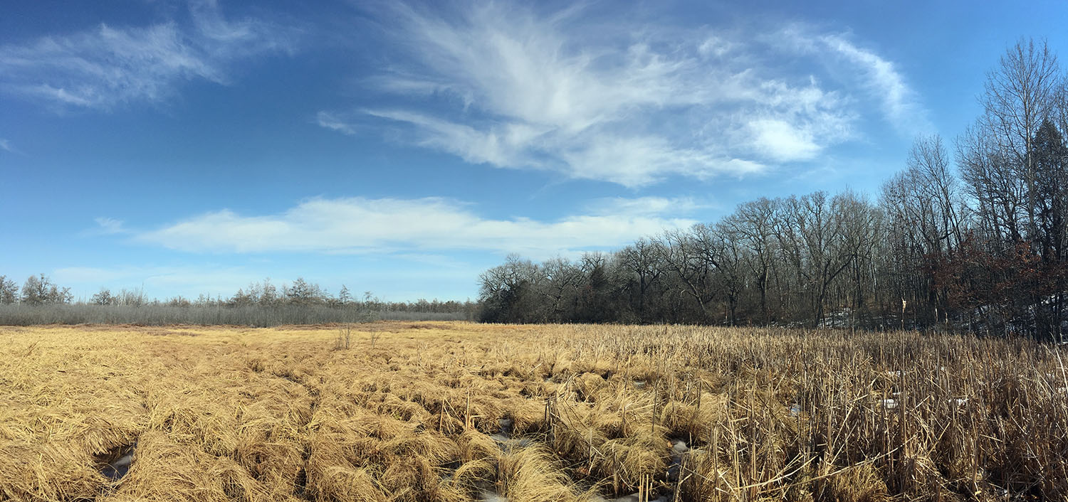 bog panorama