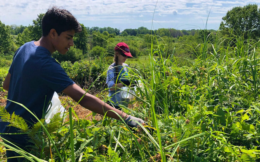 High school interns Luke and Erna collect seed from native wildflowers  to be used in plantings as part of the restoration of the land at  Chiwaukee Prairie West.