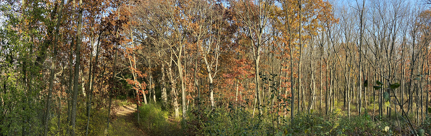 woodland panorama