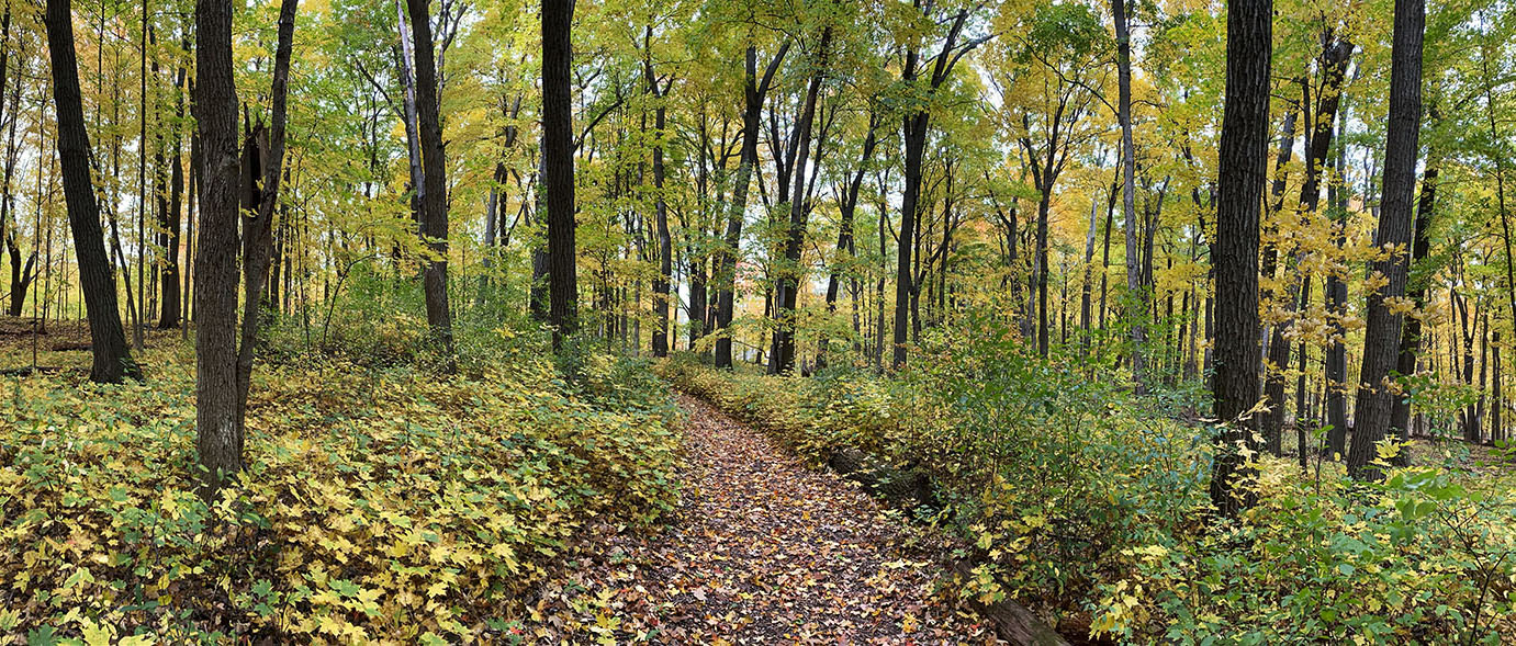 Woodland Trail panorama