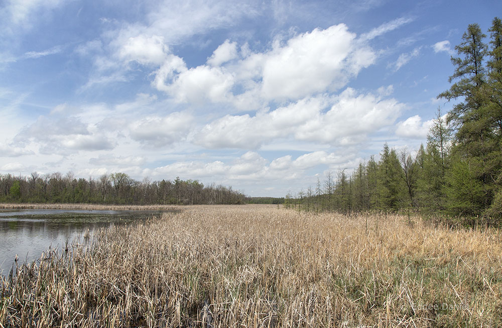 Beck Lake and tamaracks at Zinn Preserve