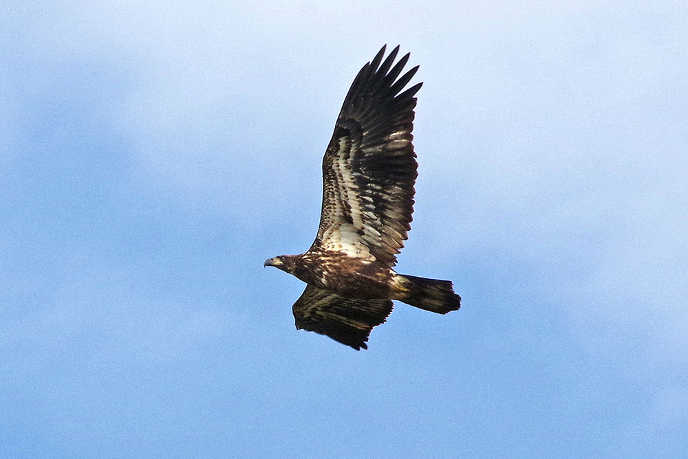 Juvenile bald eagle