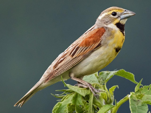 Male dickcissel