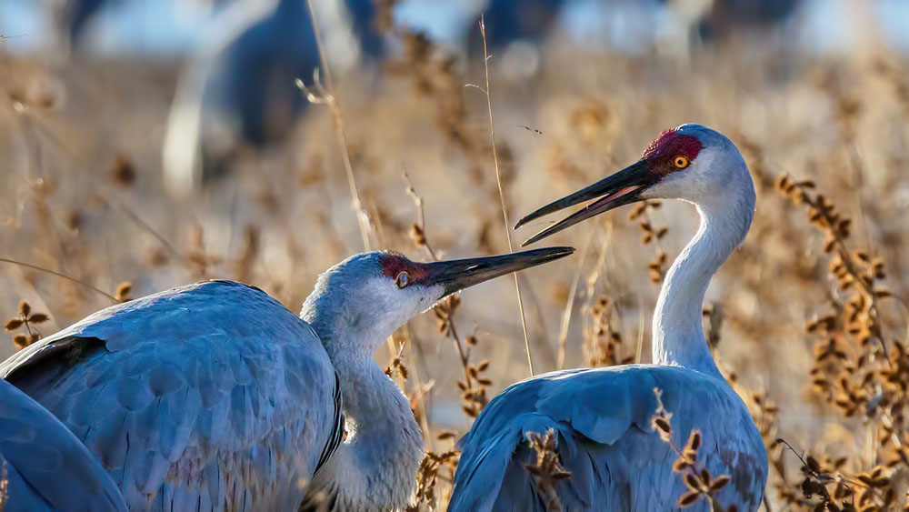 Sandhill cranes