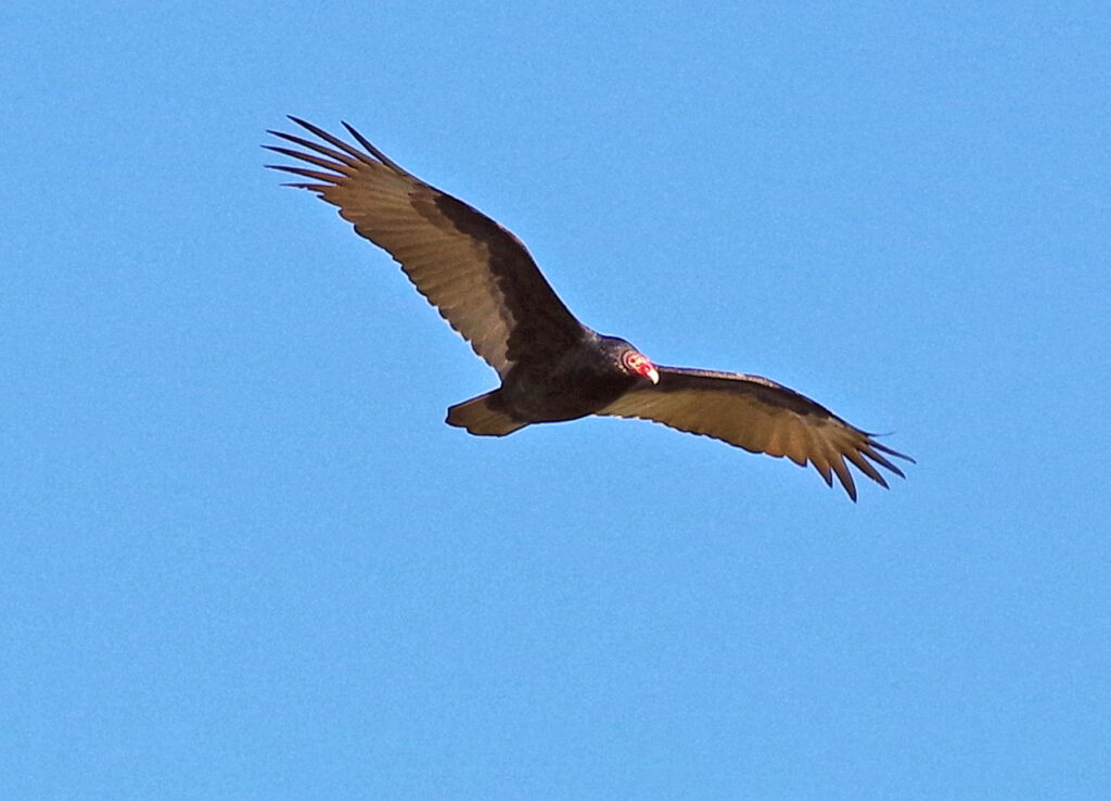 Turkey vulture