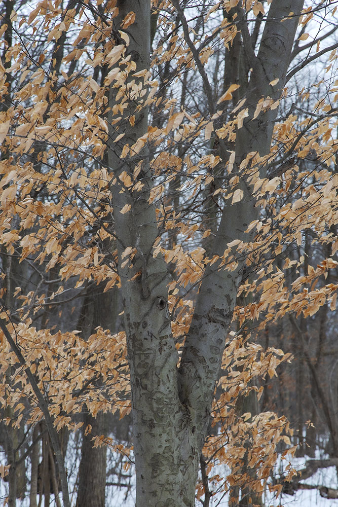 Winter beech in Cambridge Woods