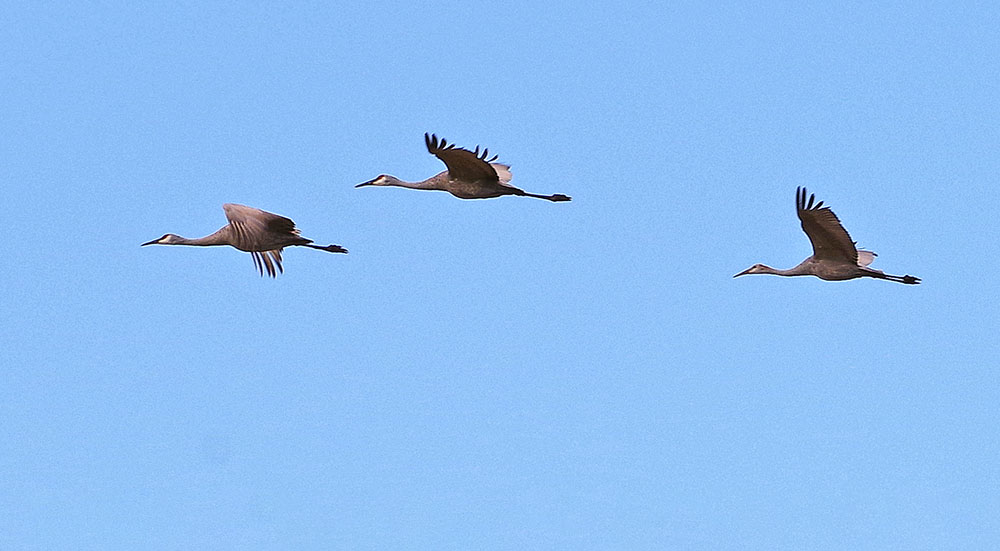 Sandhill cranes