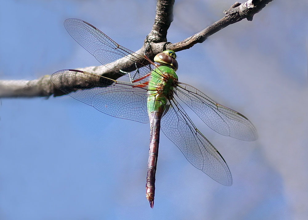 Common green darner dragonfly