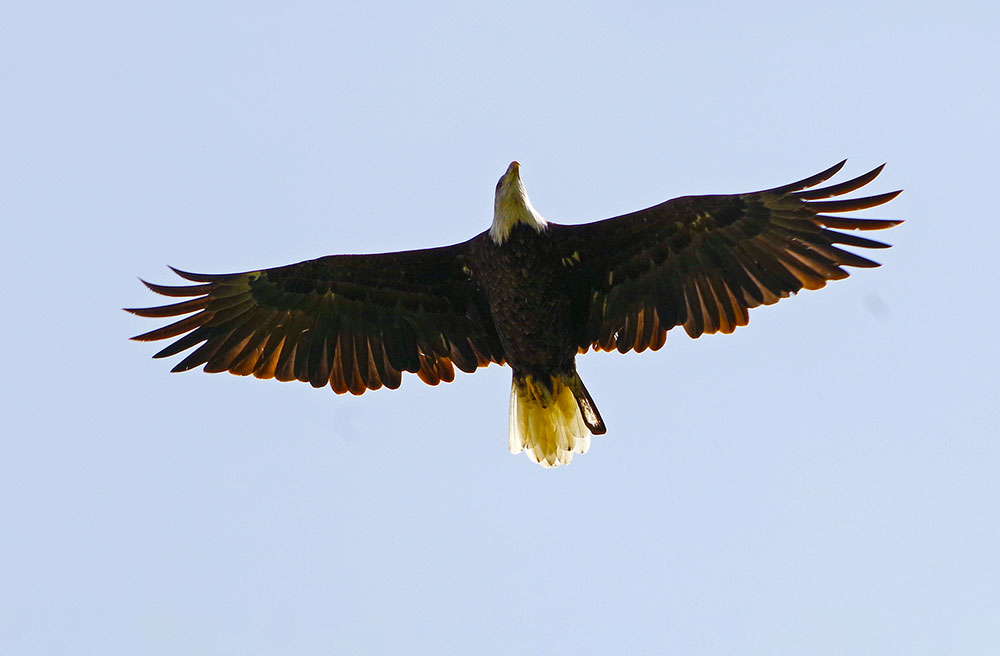 Bald eagle