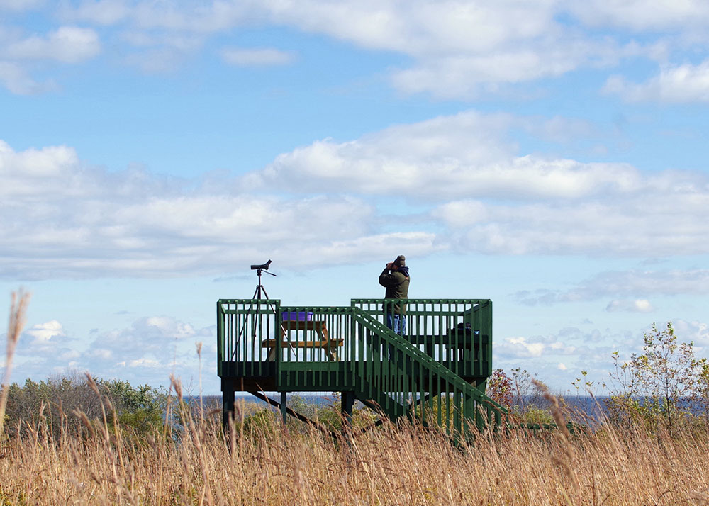 The hawk tower at Forest Beach Migratory Preserve