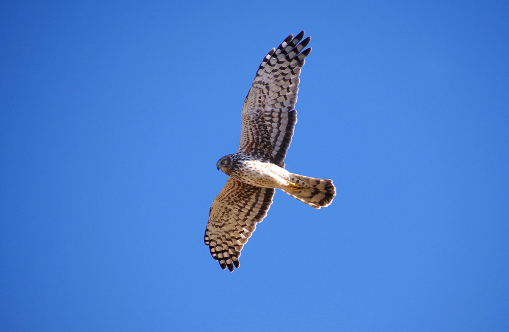 Harrier