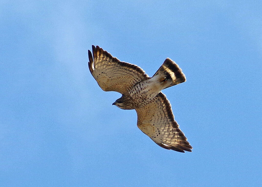 Broad-winged hawk