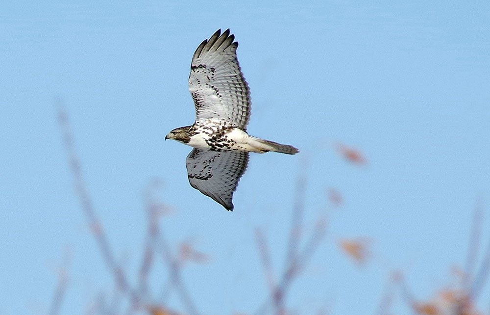 Red-tailed hawk