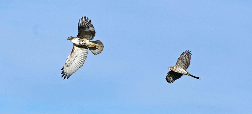 red-tail and cooper's hawks