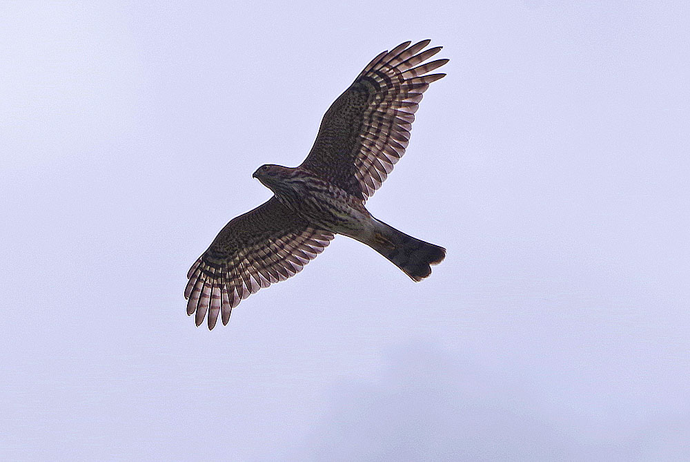 Sharp-shinned hawk