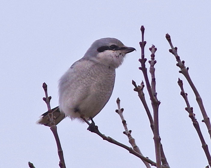 Shrike