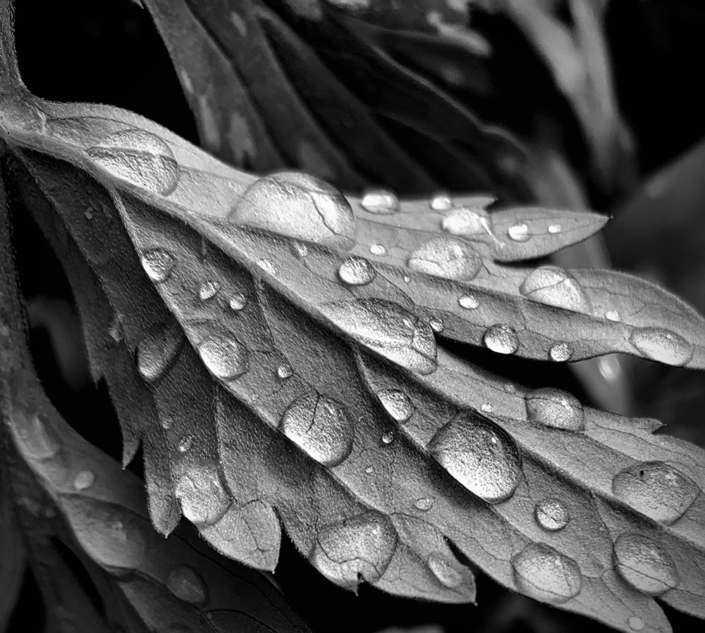 Black & White Leaf